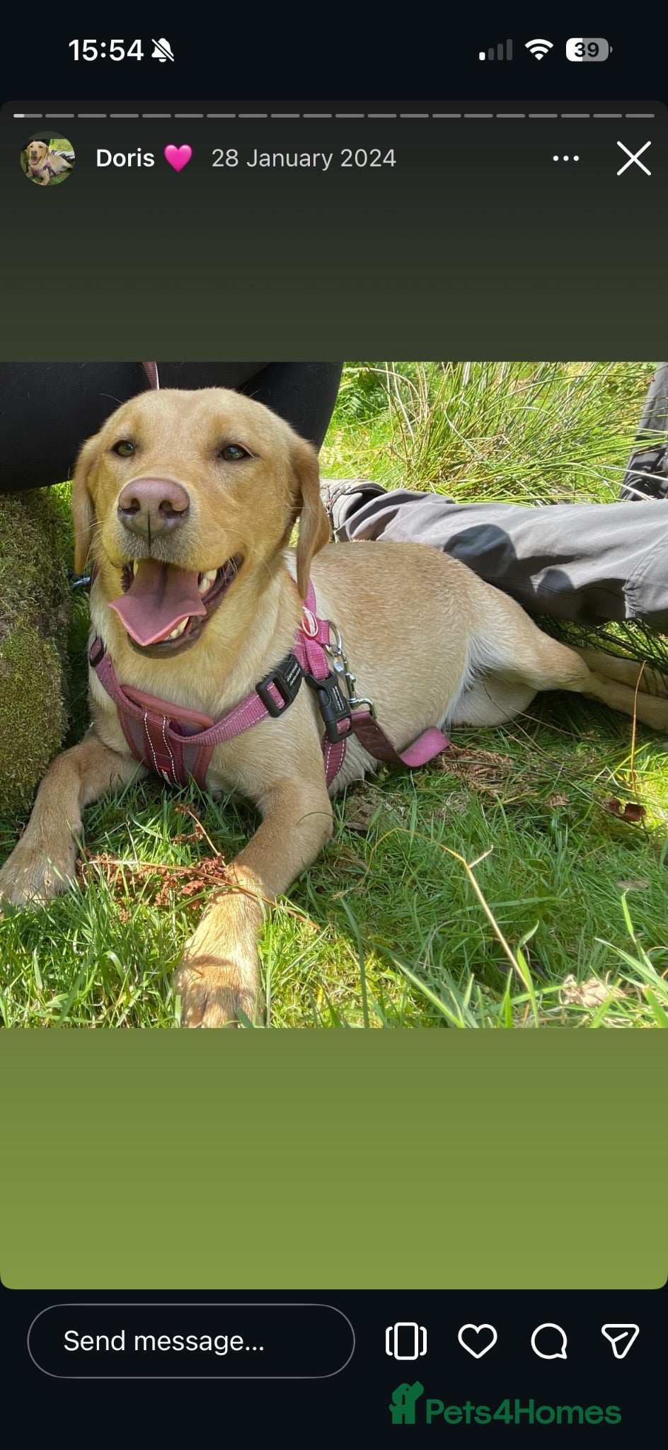 Labrador Retriever dogs Outstanding Red&Yellow Labradors,KC&health tested - Advert 2