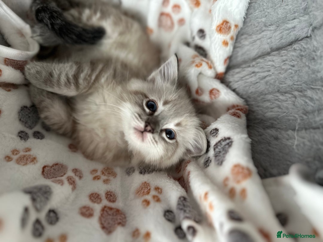 Ragdoll cats for sale: Gorgeous ragdoll kittens  - Advert 32