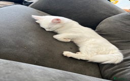 Turkish Angora cats for sale: Turkish angora  - Image 3