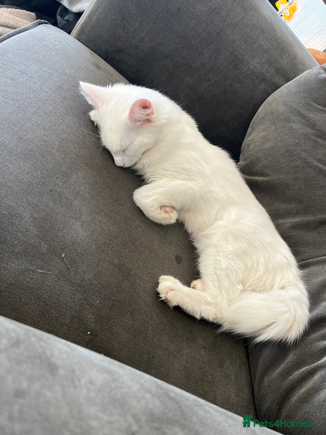 Turkish Angora cats for sale: Turkish angora  - Image 3