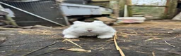 Mini Lop rabbits for sale: Beautiful 100% Pure Family Bred Mini Lop Bunnies - Advert 6