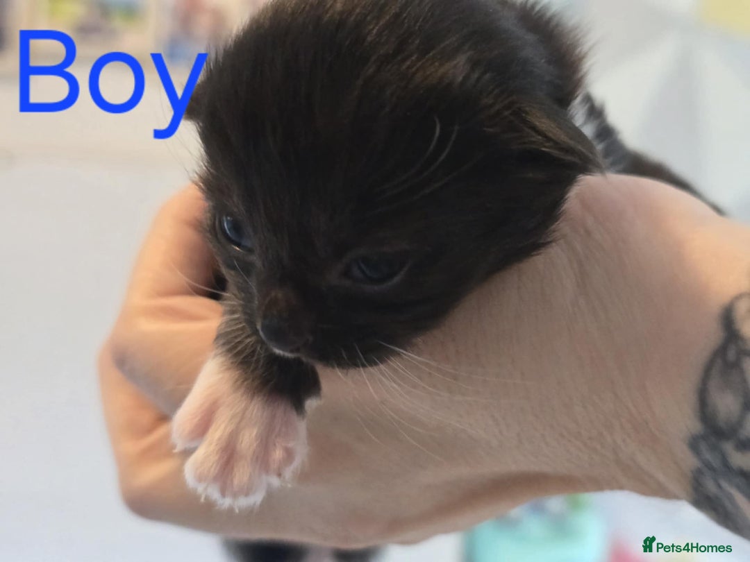 Mixed Breed cats for sale: Adorable Kittens Looking for Their Forever Homes - Image 8