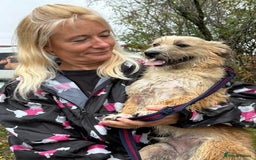 Mixed Breed dogs for adoption: Button - Watton Norfolk  - Advert 7