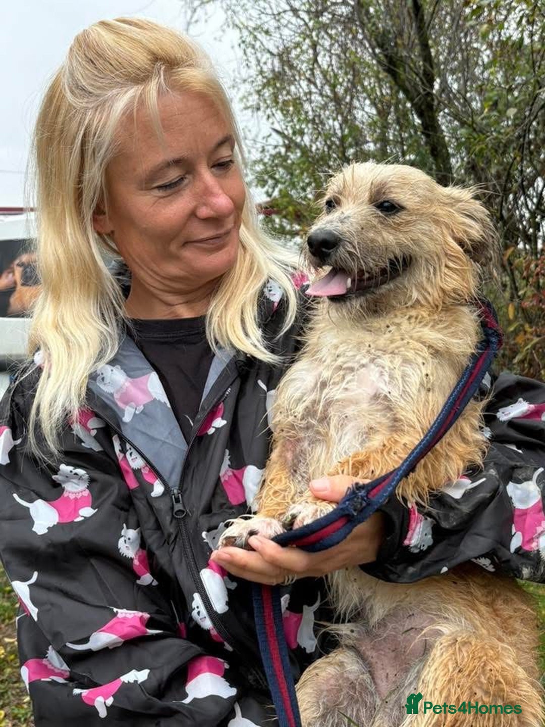 Mixed Breed dogs for adoption: Button - Watton Norfolk  - Advert 7