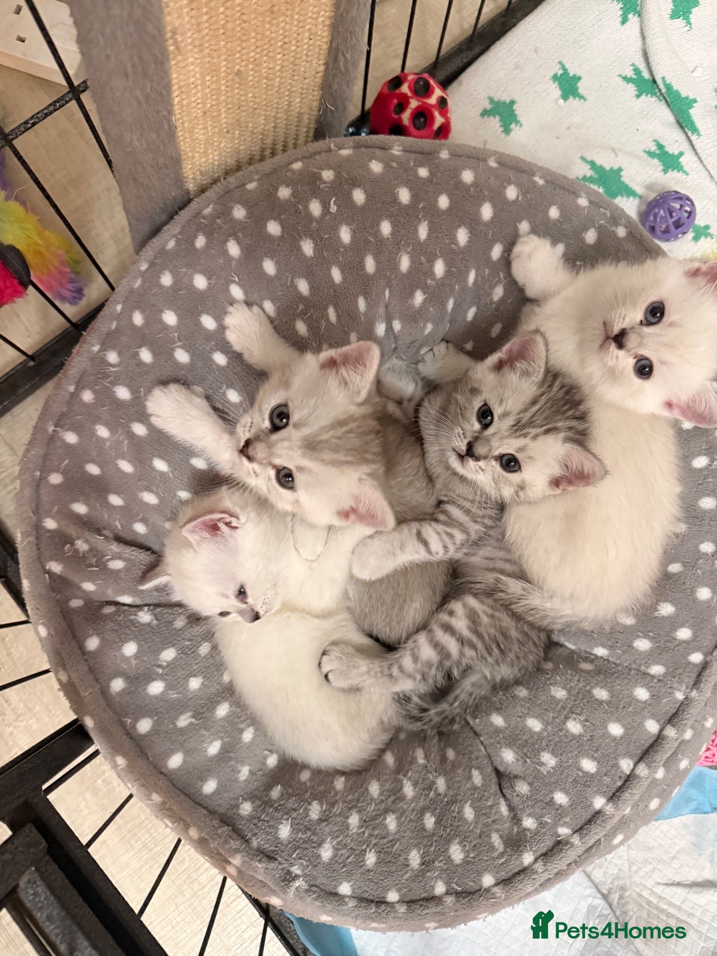 British Shorthair cats for sale: Mixed Bsh & Russian blue kittens  - Advert 1