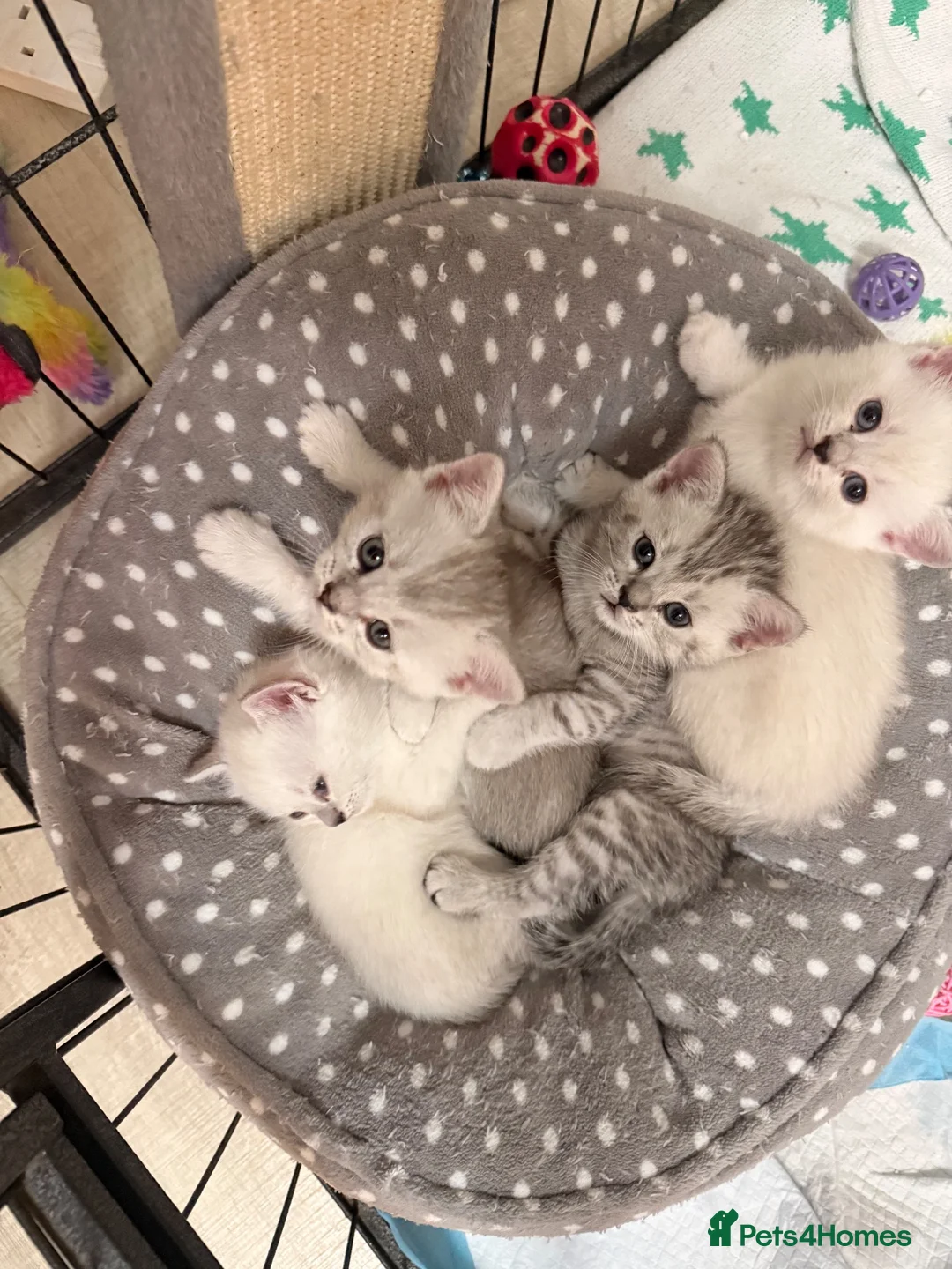 British Shorthair cats for sale: Mixed Bsh & Russian blue kittens  in Waltham Abbey - Advert 1