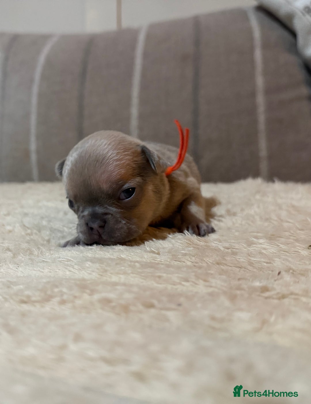 French Bulldog dogs for sale: French bulldog puppies - Advert 12