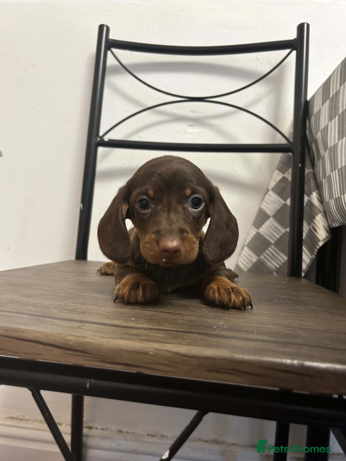Miniature Dachshund dogs Miniature Dachshunds females and males  - Advert 9