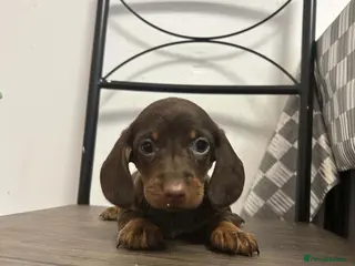 Miniature Dachshund dogs Miniature Dachshunds females and males - Advert 9