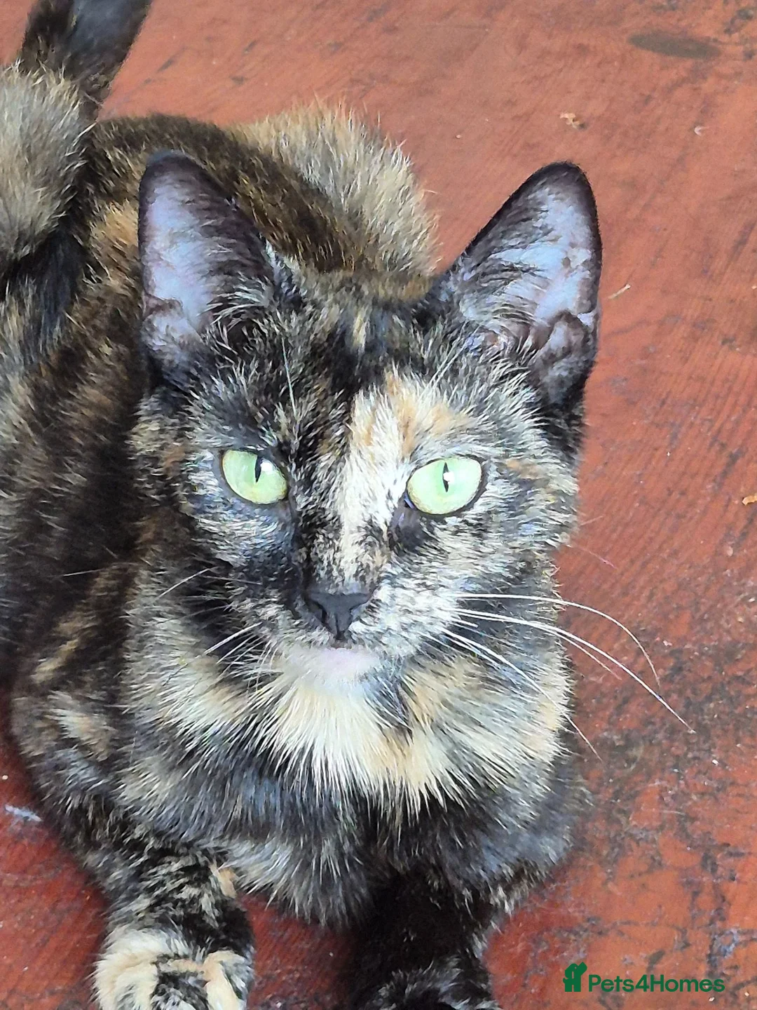 Mixed Breed cats for sale: Mixed breed cat - Advert 2
