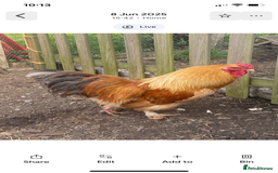 Chickens poultry for sale: 4 Beautiful boys looking for new flock - FREE - Image 2