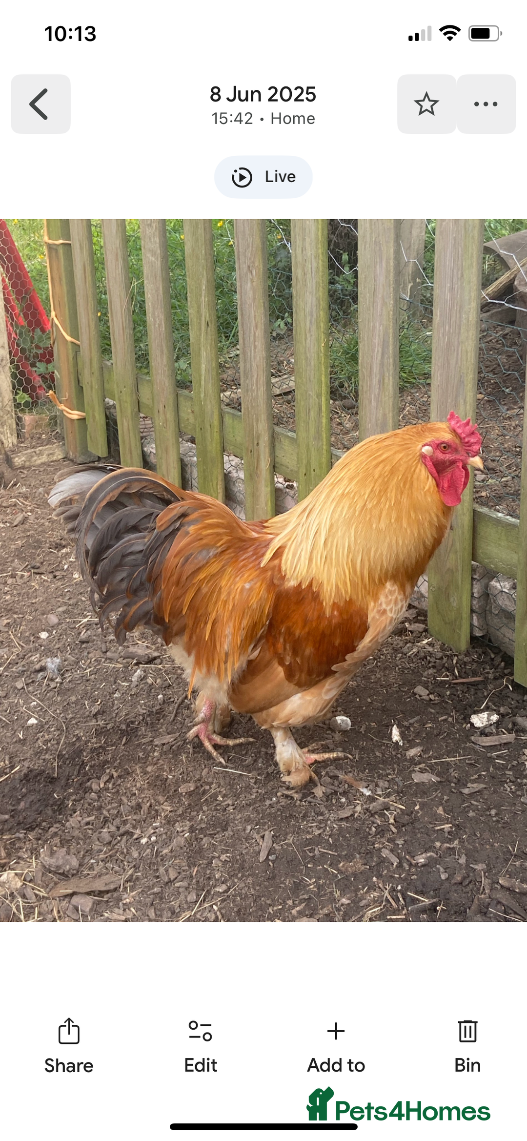 Chickens poultry for sale: 4 Beautiful boys looking for new flock - FREE - Image 2