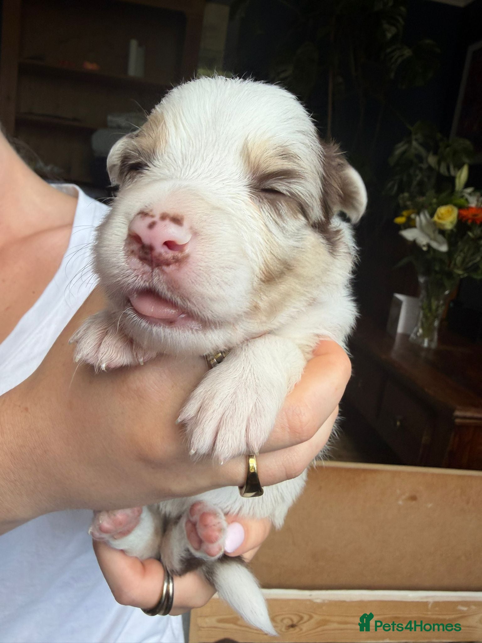 Border Collie dogs Red & white tri Merle border collie puppies puppy - Advert 2