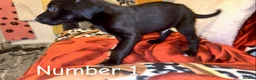 Mixed Breed dogs for sale: Athena x Ares Puppies – Not for Everyone in Manchester - Advert 24