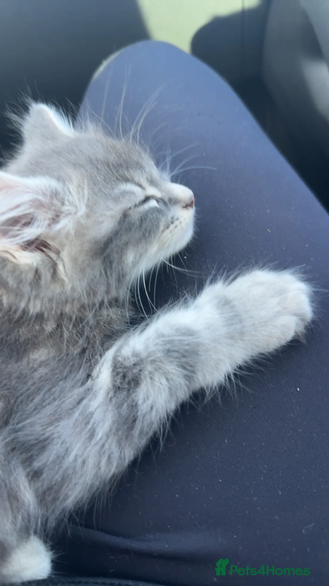 Mixed Breed cats for sale: Grey kitten  - Advert 5