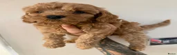 Cockapoo dogs for sale: Gorgeous Red Cockapoo Puppies  in Brighouse - Advert 11