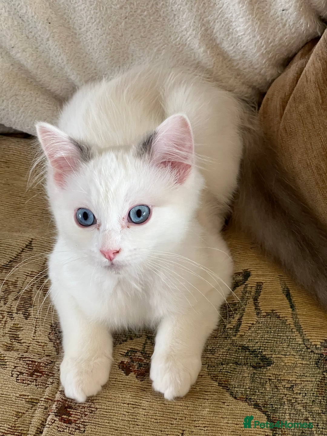 Ragdoll cats for sale: Beautiful Ragdoll kittens  - Image 24