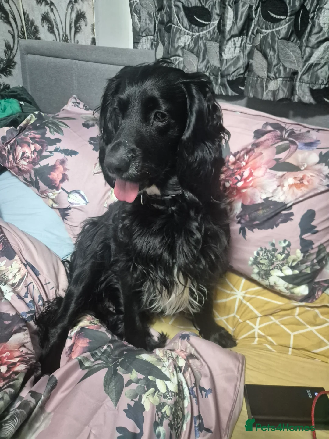 Cocker Spaniel dogs for sale: Adorable Cocker spaniel puppies  - Advert 13