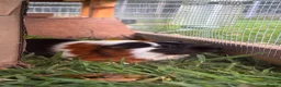 Guinea Pig rodents for sale: 2 sows and 2 boars available  - Advert 9