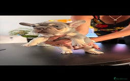 French Bulldog dogs for sale: 6 French Bulldog puppies (3 girls, 3 boys) - Image 24