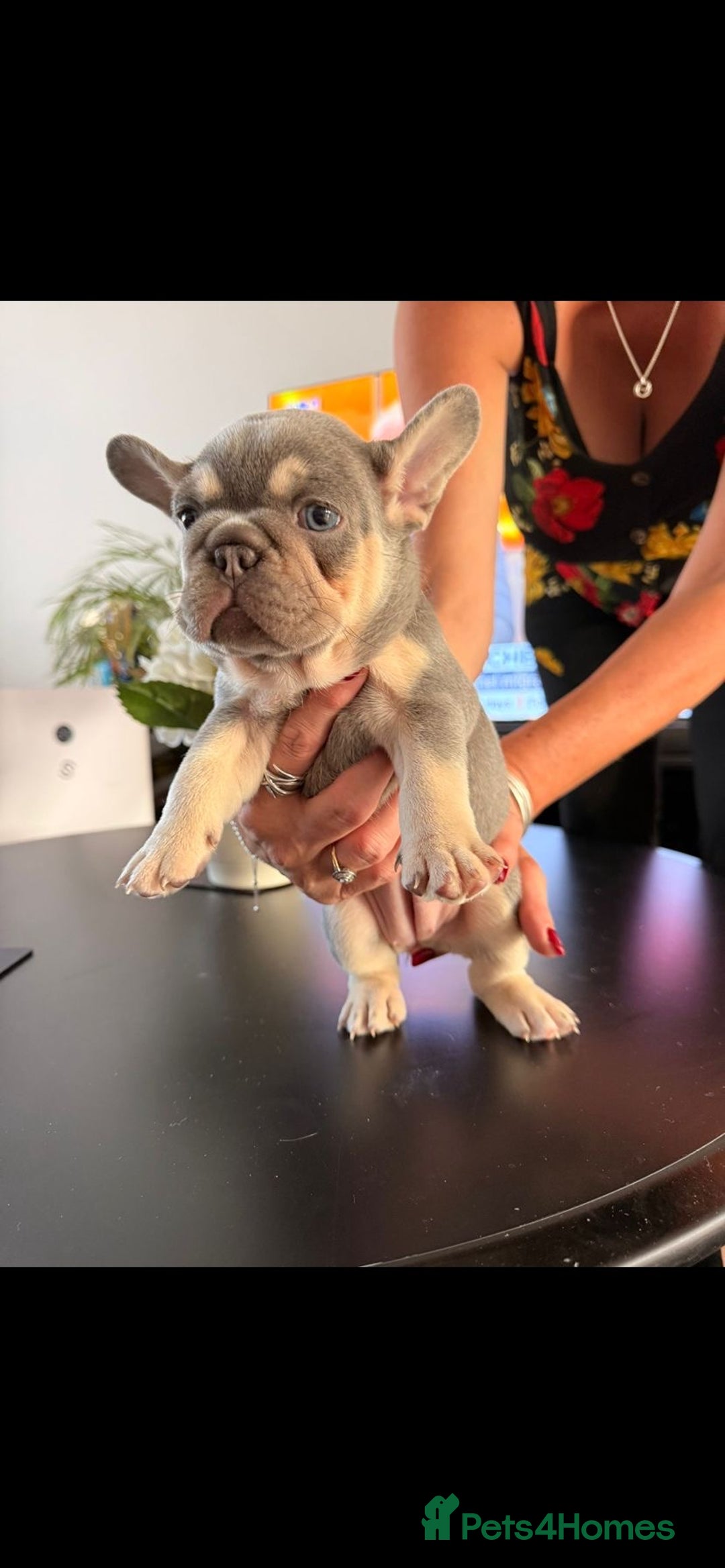 French Bulldog dogs for sale: 6 French Bulldog puppies (3 girls, 3 boys) - Image 24