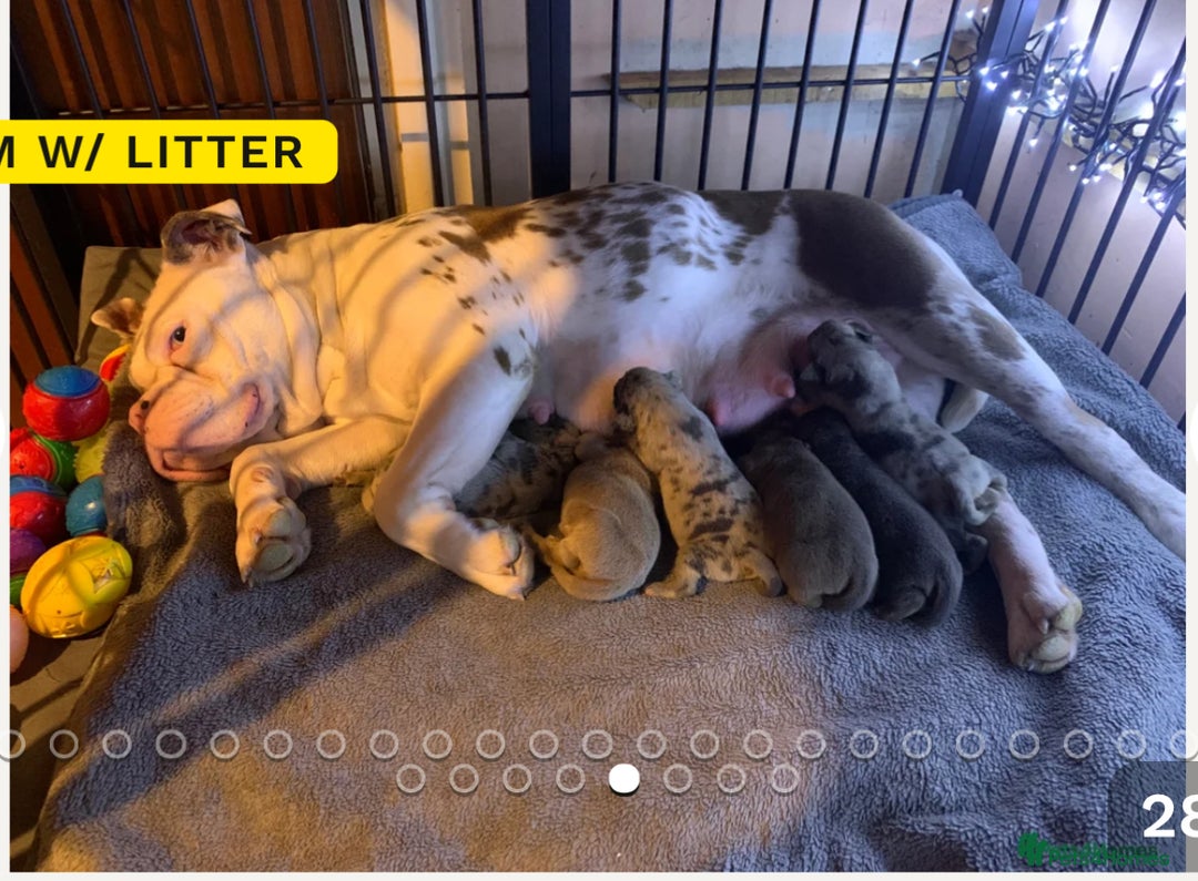 Olde English Bulldogge dogs for sale: 8 week old Olde English Bulldogges  - Advert 1