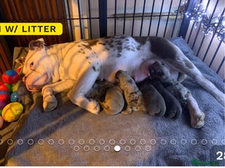 Olde English Bulldogge dogs 8 week old Olde English Bulldogges - Advert 10