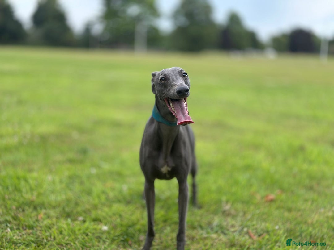 Whippet dogs for stud: Whippet for stud  in Elgin - Image 3