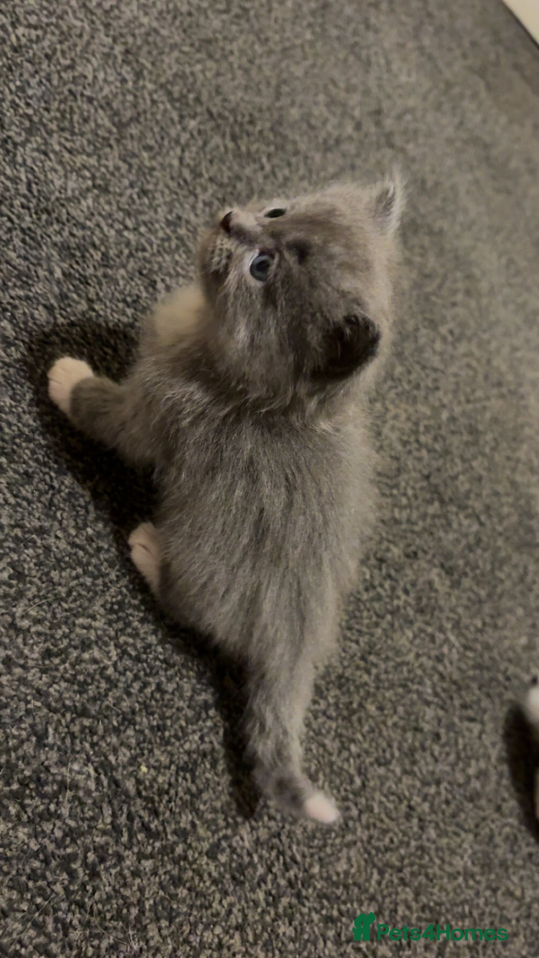 British Longhair cats for sale: X2 male British longhair kittens needing homes - Advert 4