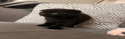 Scottish Fold cats for sale: Scottish and british kittens - Advert 15
