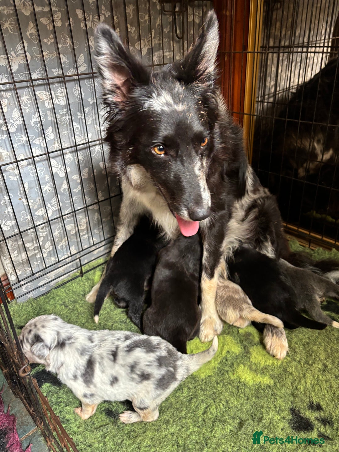 Border Collie dogs for sale: Border Collie Pups  - Image 8
