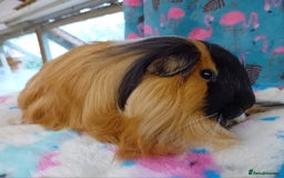 Guinea Pig rodents for sale: Baby Boars Different Breeds/Young Adult Sheltie in Swadlincote - Image 14