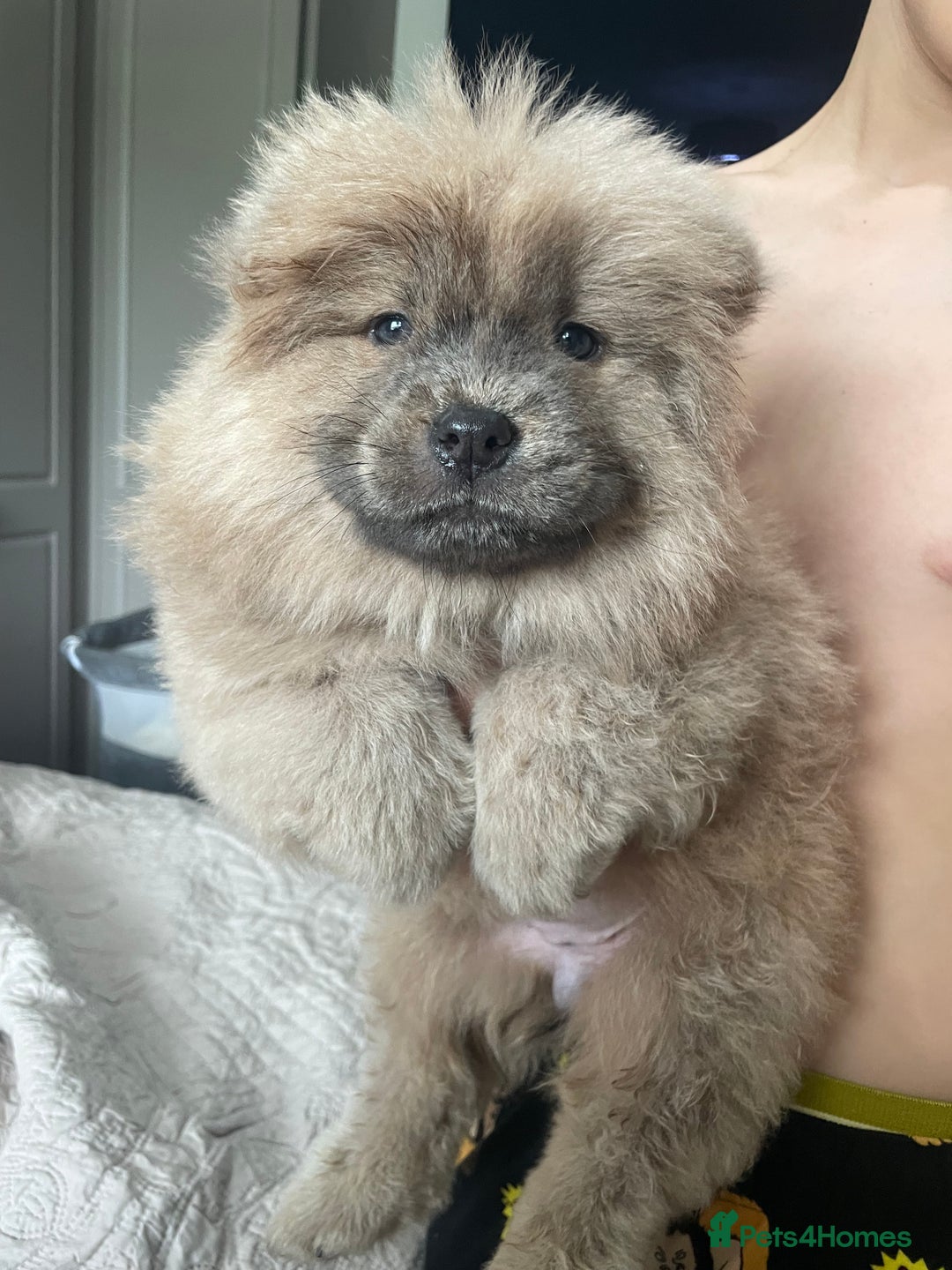 Chow Chow dogs for sale: Chow chow pups - Image 12