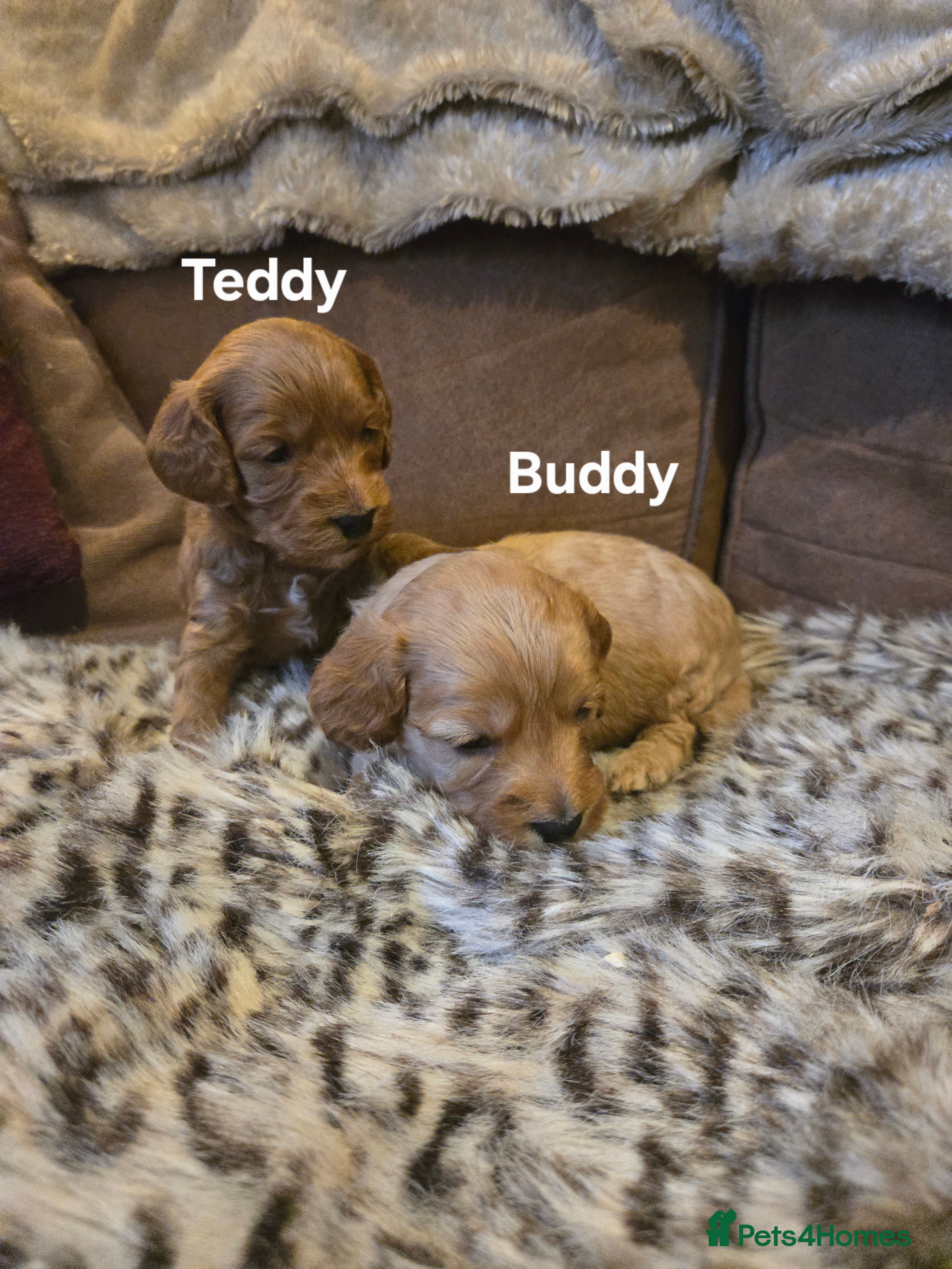 Cockapoo dogs  Gorgeous show toy cockapoo puppy - Advert 17