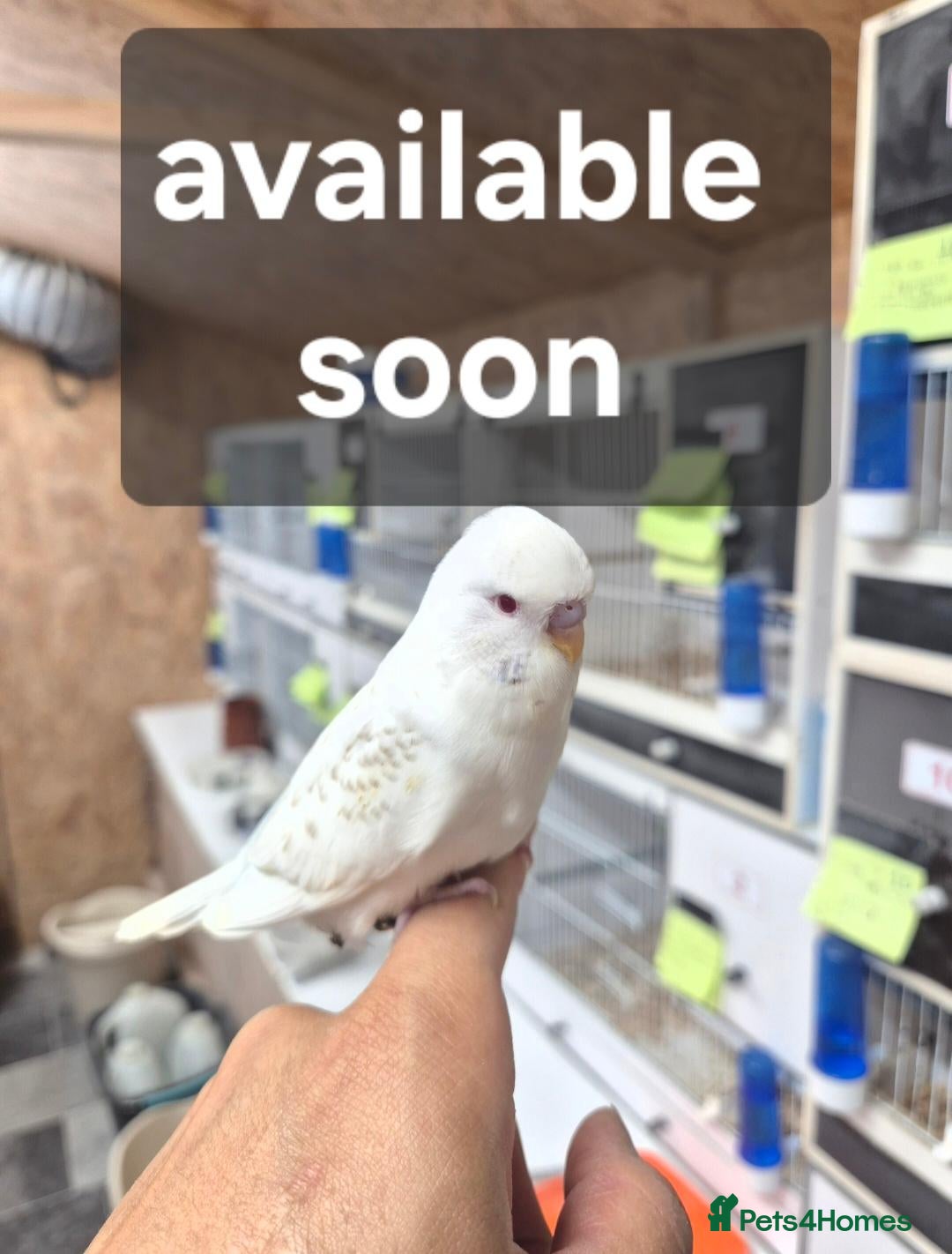 Budgerigars birds available Pet, breeding or tamed - Advert 2