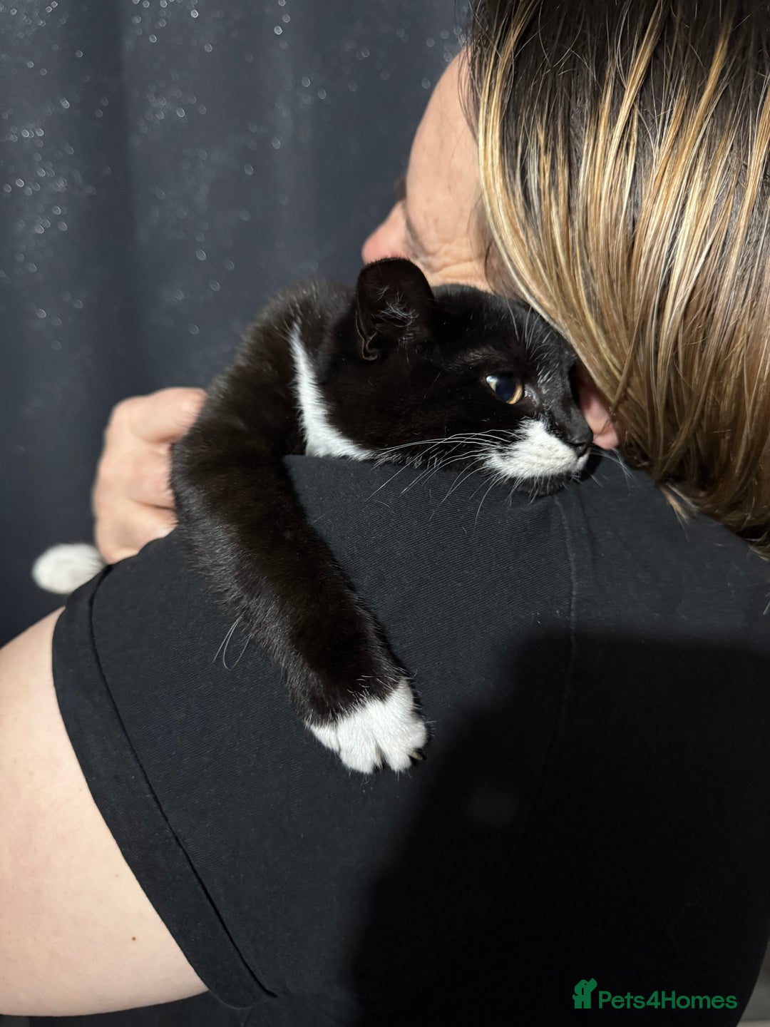 Mixed Breed cats for sale: For free 3 females kittens  - Advert 7