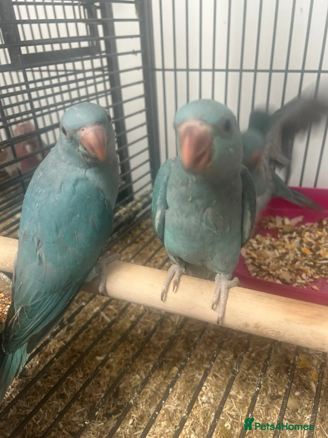 Ringnecks birds for sale: Hand Reared Baby Indian Ringnecks  - Advert 2