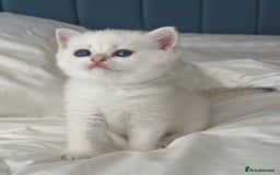 British Shorthair cats for sale: Stunning munchkin fur babies 😻🌼🌸🌺 - Image 3