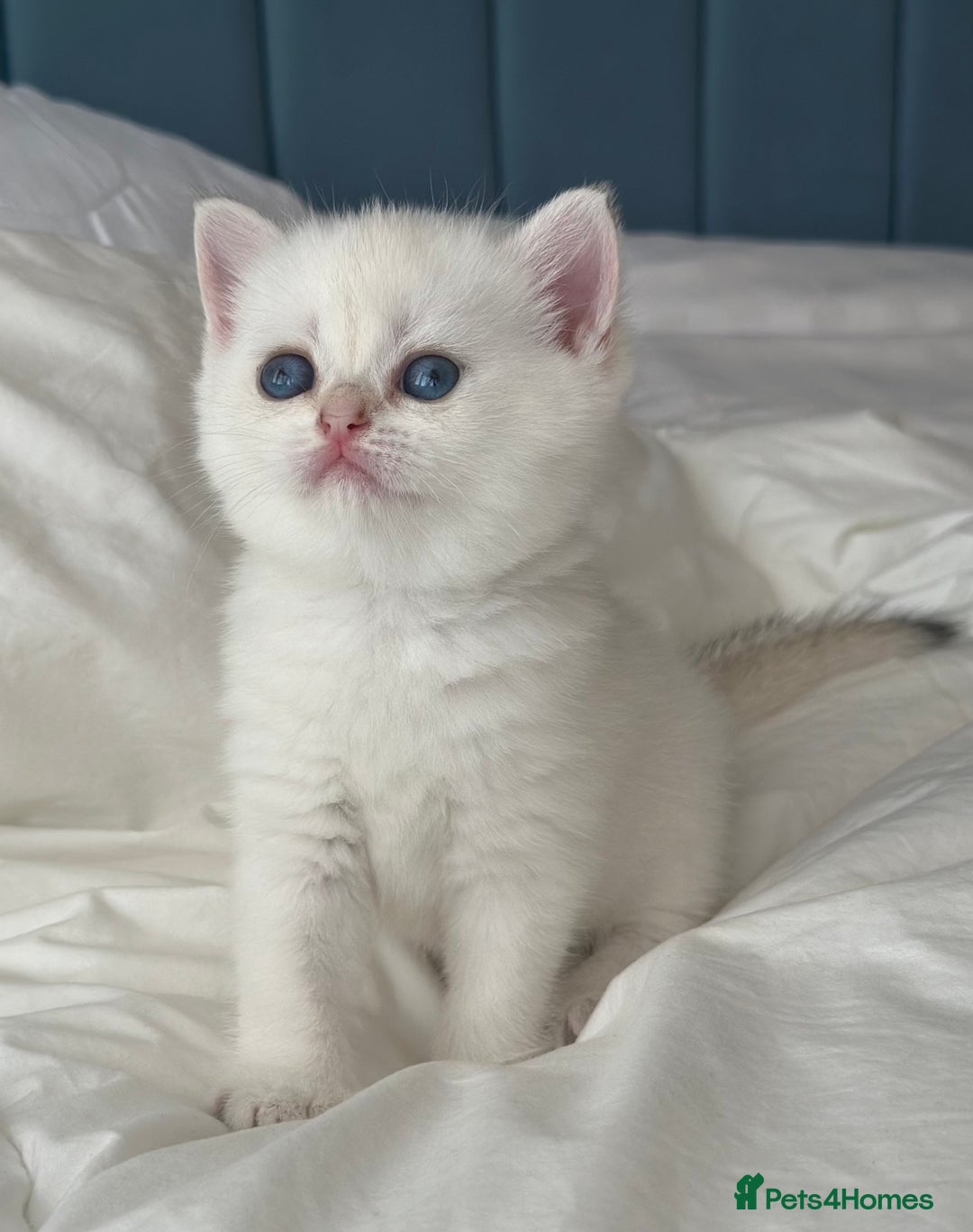 British Shorthair cats for sale: Stunning munchkin fur babies 😻🌼🌸🌺 - Image 3
