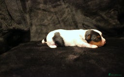 Biewer Terrier dogs for sale: Stunning Biewer girl Licensed breeder Health test  - Image 12