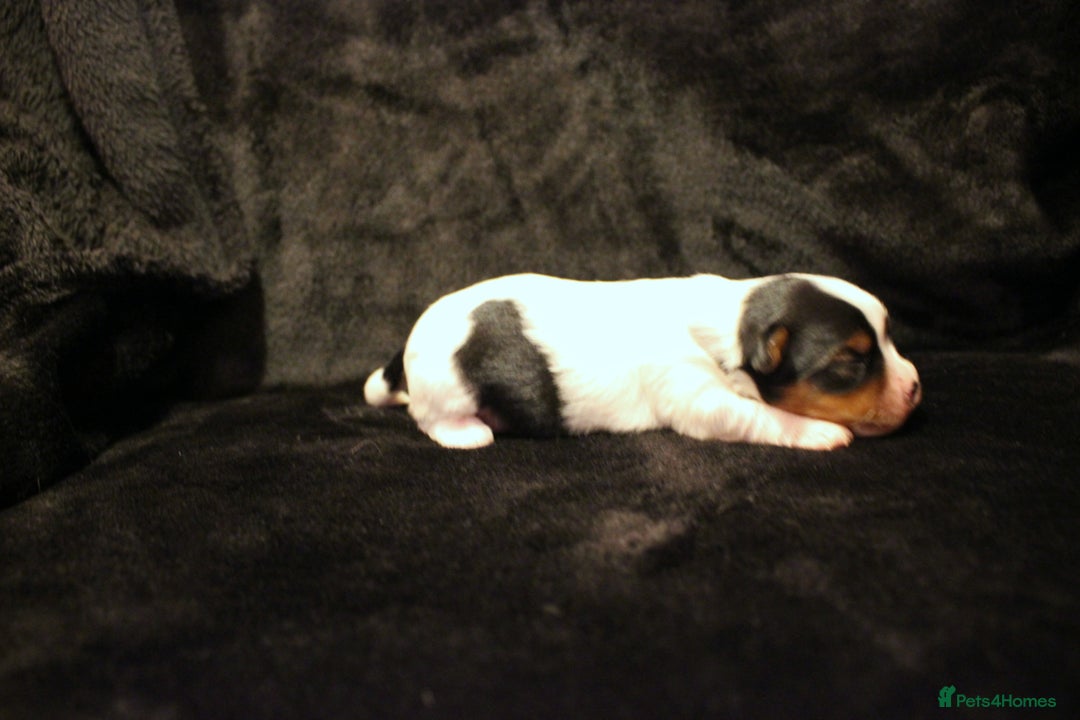 Biewer Terrier dogs for sale: Stunning Biewer girl Licensed breeder Health test  - Image 12
