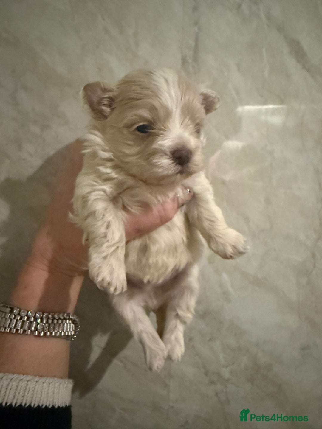 Maltipoo dogs for sale: 🤍 exquisite f1b Maltipoos exceptional quality 🤍 - Advert 4
