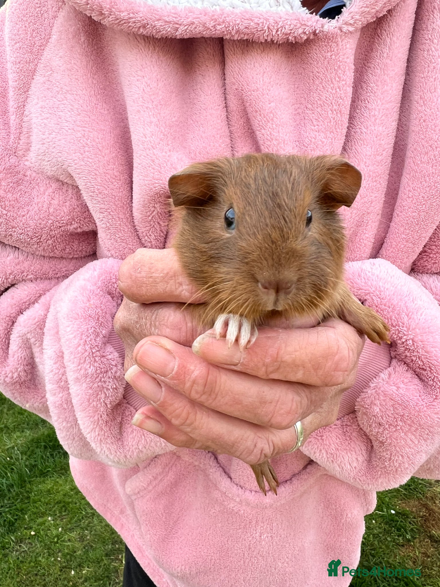 Guinea Pig rodents Guinea Pigs for loving home - Advert 4