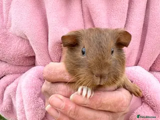 Guinea Pig rodents Guinea Pigs for loving home - Advert 4