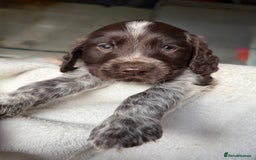 Sprocker dogs for sale: unbelievably marked sprockers 😍 - Image 38