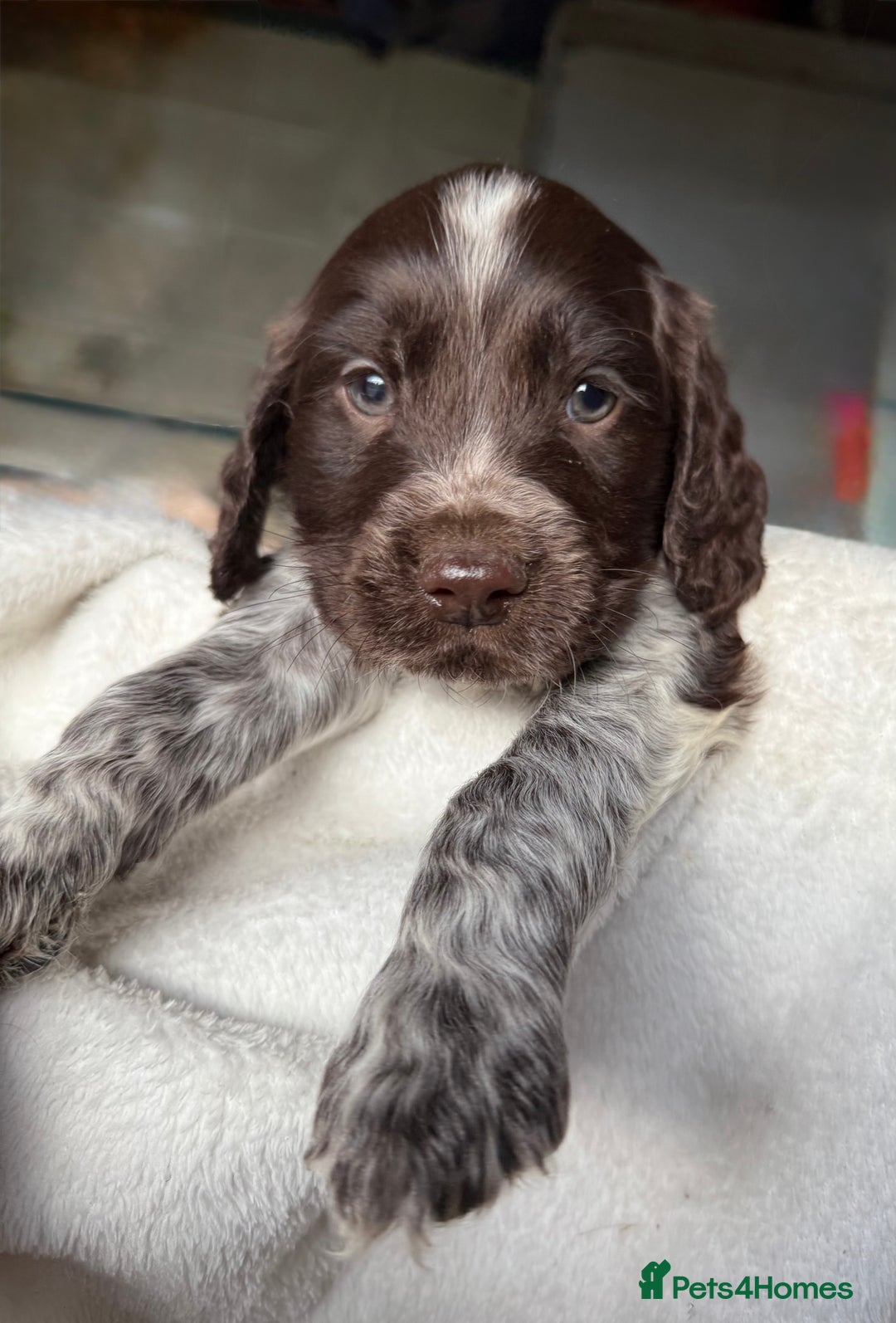 Sprocker dogs for sale: unbelievably marked sprockers 😍 - Image 38