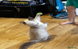 Birman cats for sale: Birman kittens  - Image 16