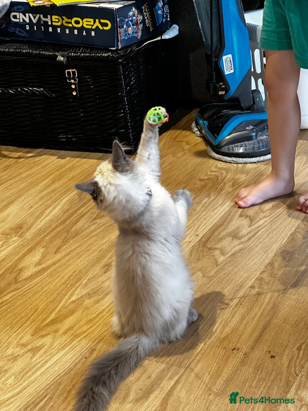 Birman cats for sale: Birman kittens  - Image 16