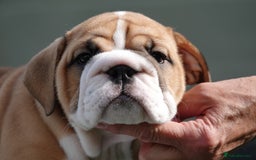 English Bulldog dogs for sale: Stunning little girl ready to go this weekend  - Image 1
