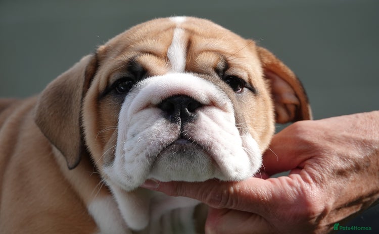 English Bulldog dogs - Advert 12
